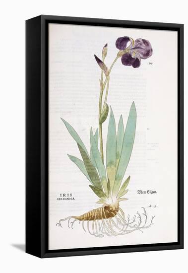 Iris Germanica, 1542-Leonhard Fuchs-Framed Stretched Canvas