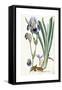 Iris Germanica, 1847-Ferdinand Bauer-Framed Stretched Canvas