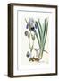 Iris Germanica, 1847-Ferdinand Bauer-Framed Giclee Print