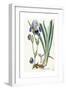 Iris Germanica, 1847-Ferdinand Bauer-Framed Giclee Print