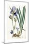 Iris Germanica, 1847-Ferdinand Bauer-Mounted Giclee Print