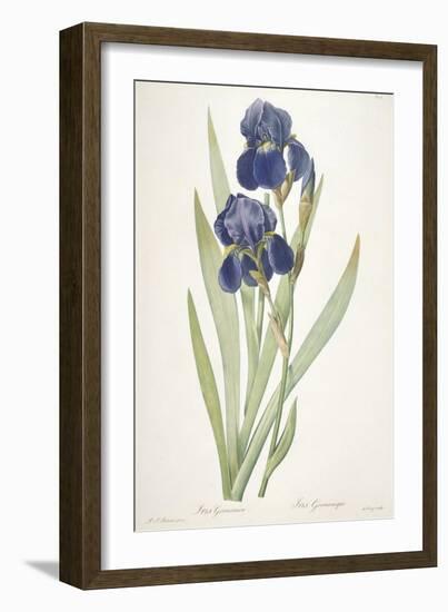 Iris Germanica (Bearded Iris), 1812-Pierre Joseph Redoute-Framed Giclee Print