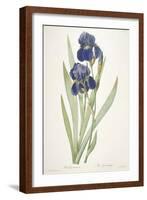 Iris Germanica (Bearded Iris), 1812-Pierre Joseph Redoute-Framed Giclee Print