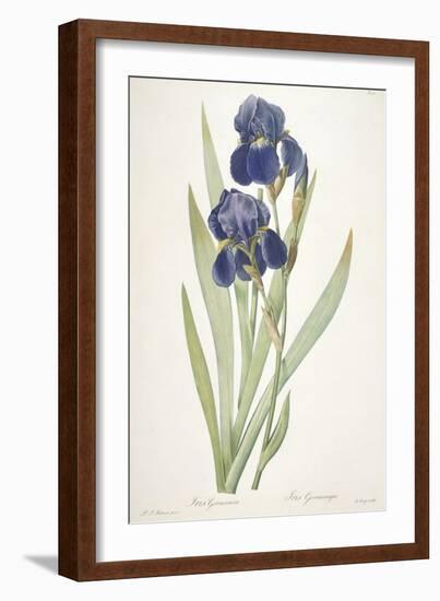 Iris Germanica (Bearded Iris), 1812-Pierre Joseph Redoute-Framed Giclee Print