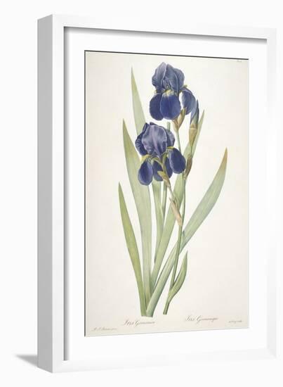 Iris Germanica (Bearded Iris), 1812-Pierre Joseph Redoute-Framed Giclee Print