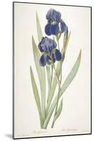 Iris Germanica (Bearded Iris), 1812-Pierre Joseph Redoute-Mounted Giclee Print