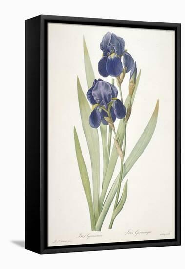 Iris Germanica (Bearded Iris), 1812-Pierre Joseph Redoute-Framed Stretched Canvas