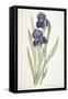 Iris Germanica (Bearded Iris), 1812-Pierre Joseph Redoute-Framed Stretched Canvas