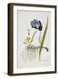 Iris Germanica, from Icones Plantarum Medicinalium, 1788-1812-Joseph Jacob Plenck-Framed Giclee Print