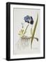 Iris Germanica, from Icones Plantarum Medicinalium, 1788-1812-Joseph Jacob Plenck-Framed Giclee Print