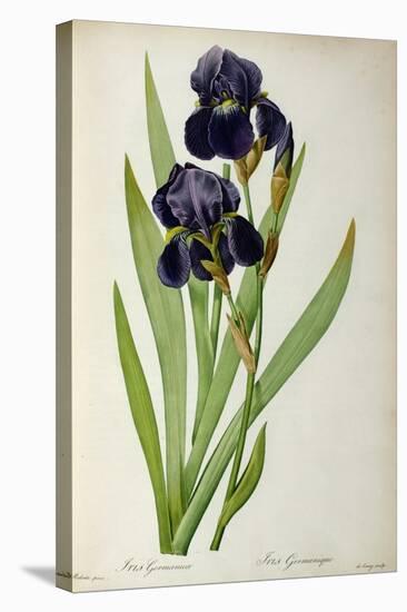 Iris Germanica, from Les Liliacees-Pierre-Joseph Redouté-Stretched Canvas