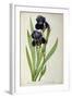 Iris Germanica, from Les Liliacees-Pierre-Joseph Redouté-Framed Giclee Print