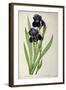 Iris Germanica, from Les Liliacees-Pierre-Joseph Redouté-Framed Giclee Print