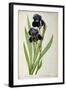 Iris Germanica, from Les Liliacees-Pierre-Joseph Redouté-Framed Giclee Print