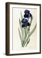 Iris Germanica-Pierre-Joseph Redouté-Framed Giclee Print