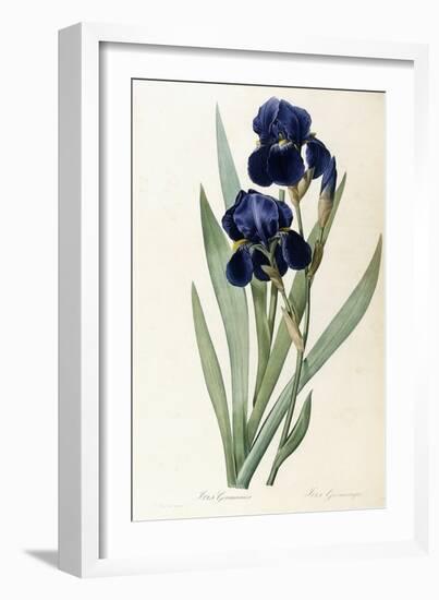 Iris Germanica-Pierre-Joseph Redouté-Framed Giclee Print