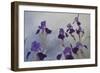 Iris hybrida, 2015-Odile Kidd-Framed Giclee Print