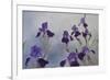 Iris hybrida, 2015-Odile Kidd-Framed Giclee Print