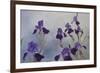 Iris hybrida, 2015-Odile Kidd-Framed Giclee Print