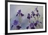 Iris hybrida, 2015-Odile Kidd-Framed Giclee Print