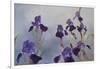 Iris hybrida, 2015-Odile Kidd-Framed Giclee Print