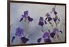 Iris hybrida, 2015-Odile Kidd-Framed Giclee Print