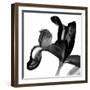 Iris I Black on White-David Pollard-Framed Photo