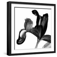 Iris I Black on White-David Pollard-Framed Photo