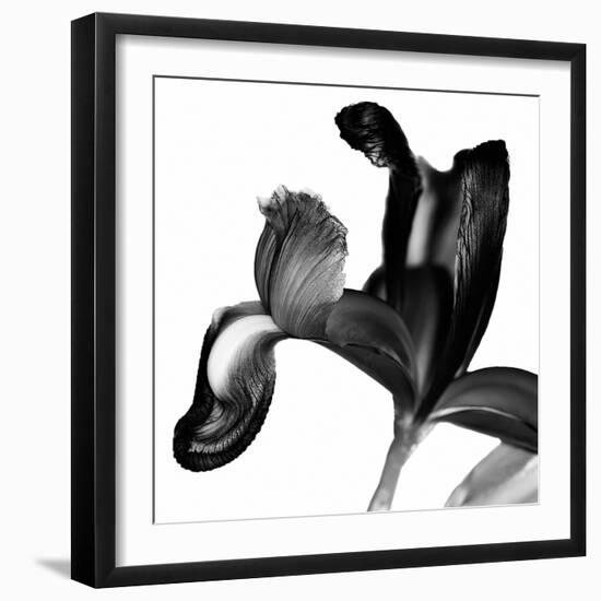 Iris I Black on White-David Pollard-Framed Photo