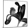 Iris I Black on White-David Pollard-Mounted Photo