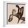 Iris I Sepia on Beige-David Pollard-Framed Photo