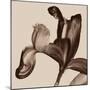 Iris I Sepia on Beige-David Pollard-Mounted Photo