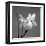 Iris I-Tom Artin-Framed Giclee Print