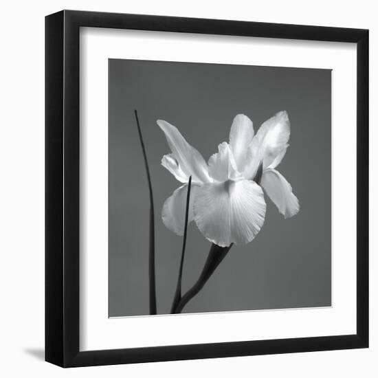 Iris I-Tom Artin-Framed Giclee Print