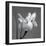 Iris I-Tom Artin-Framed Giclee Print