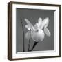 Iris I-Tom Artin-Framed Giclee Print