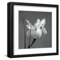 Iris I-Tom Artin-Framed Art Print