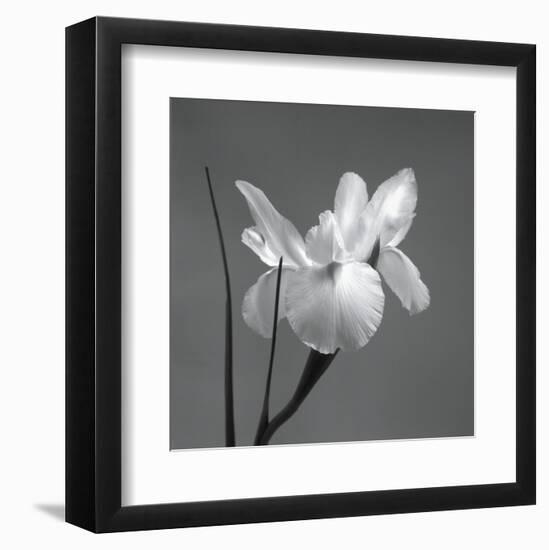 Iris I-Tom Artin-Framed Art Print