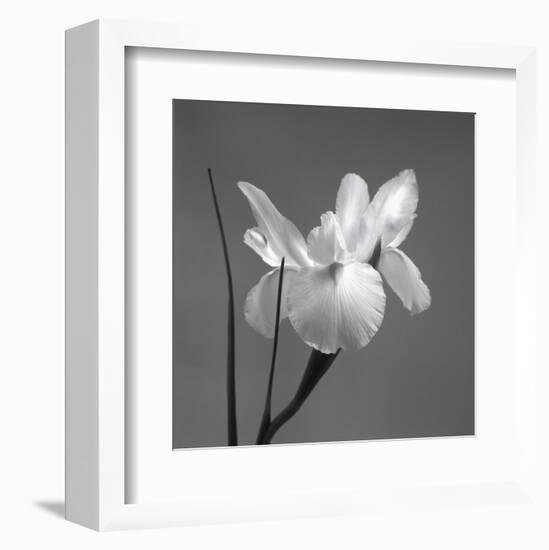 Iris I-Tom Artin-Framed Art Print