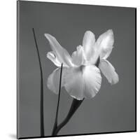 Iris I-Tom Artin-Mounted Art Print