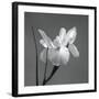 Iris I-Tom Artin-Framed Art Print