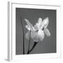 Iris I-Tom Artin-Framed Art Print