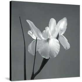 Iris I-Tom Artin-Stretched Canvas