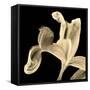 Iris II Buttercup on Black-David Pollard-Framed Stretched Canvas