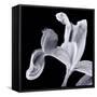 Iris II Lilac Gray on Black-David Pollard-Framed Stretched Canvas