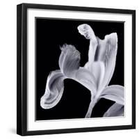 Iris II Lilac Gray on Black-David Pollard-Framed Photo