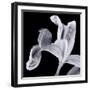 Iris II Lilac Gray on Black-David Pollard-Framed Photo