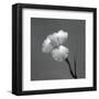 Iris II-Tom Artin-Framed Art Print