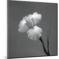 Iris II-Tom Artin-Mounted Art Print