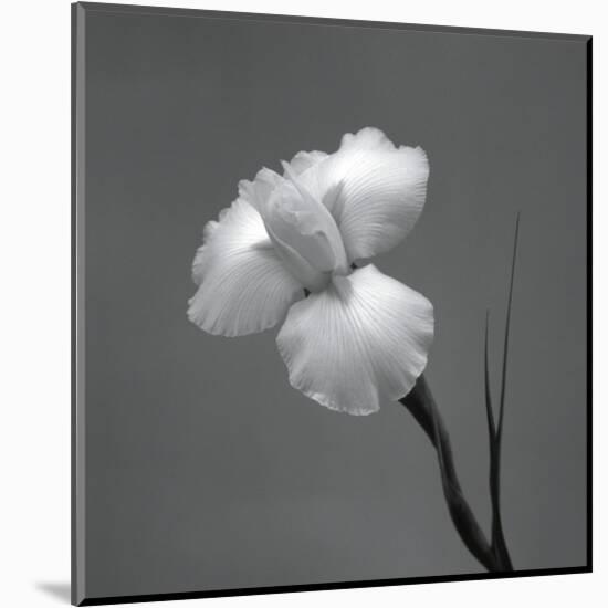 Iris II-Tom Artin-Mounted Art Print